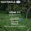 [단독낙찰]과테말라 PCA 옥션랏 11등 Caturra Natural (OOAK)200g